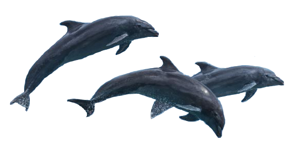 dolphin trans for prallax